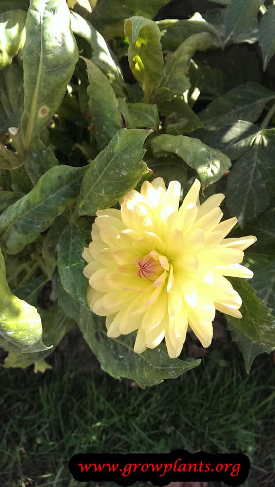 Dahlia orlando flower