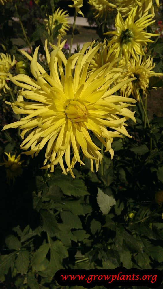 Dahlia roi du midi flower