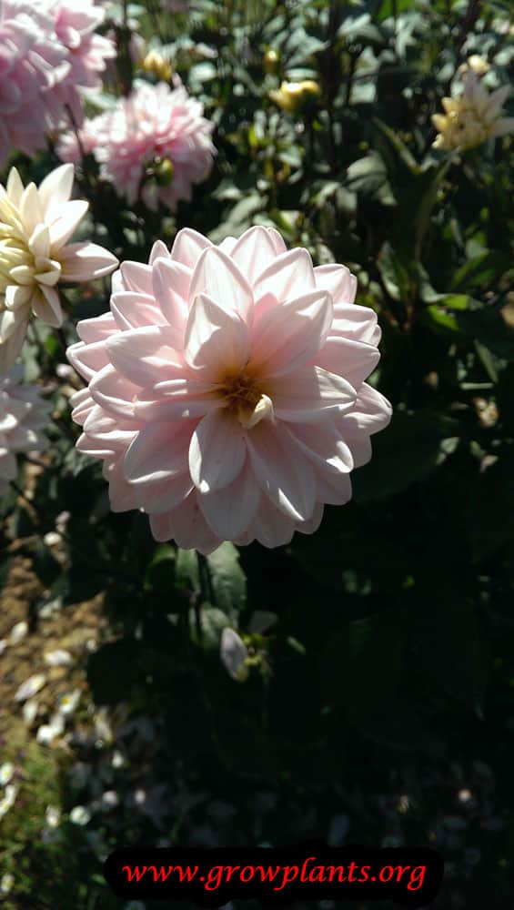 Dahlia rose des sables flower