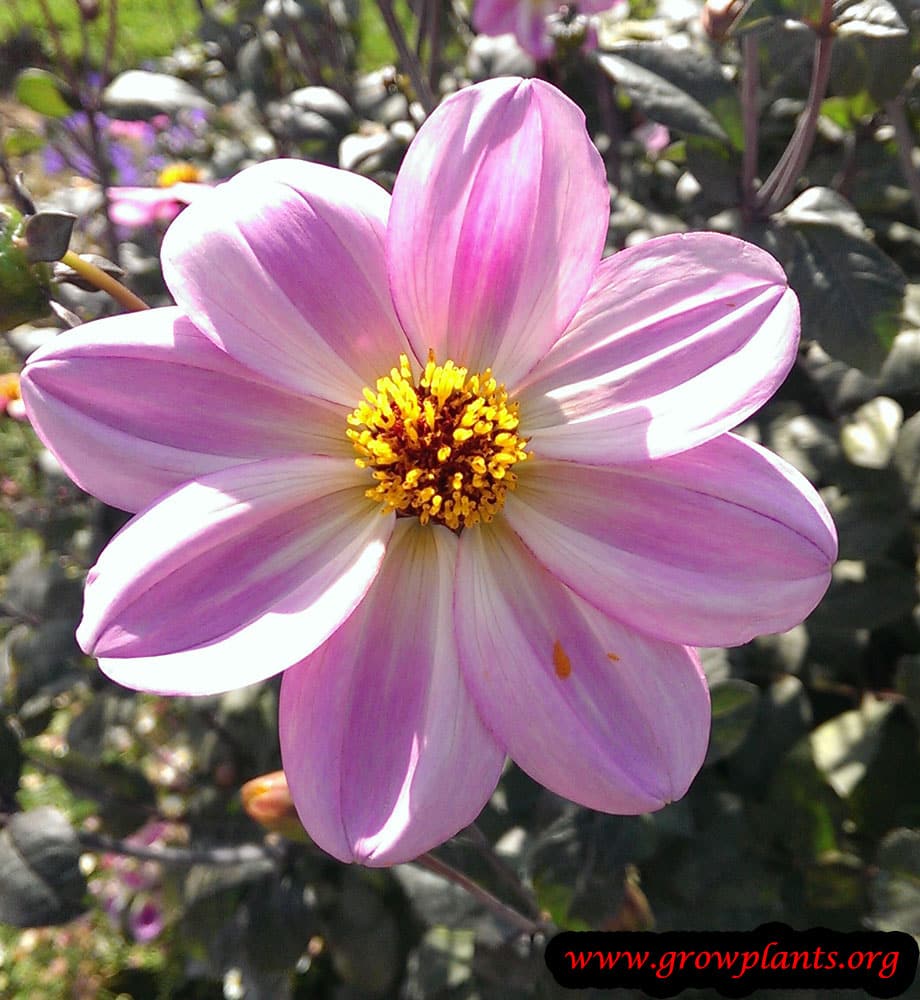Dahlia single flower pink flower