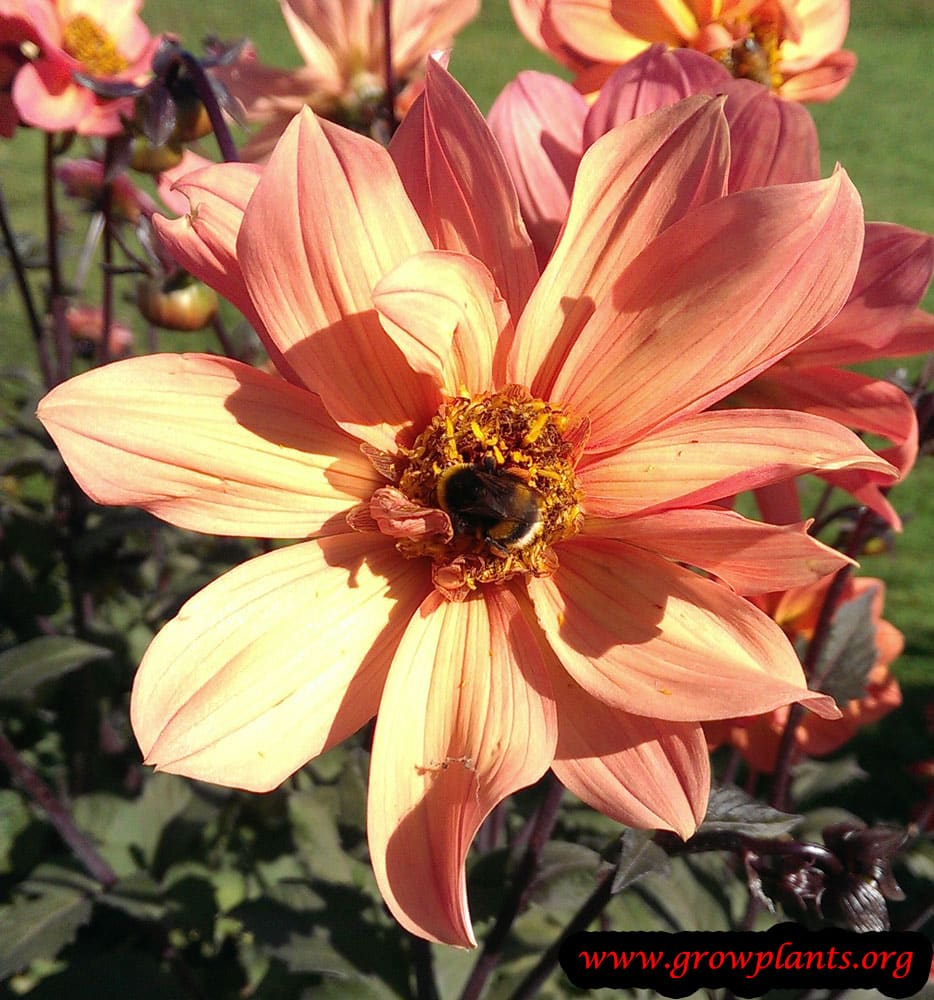 Dahlia soleillade