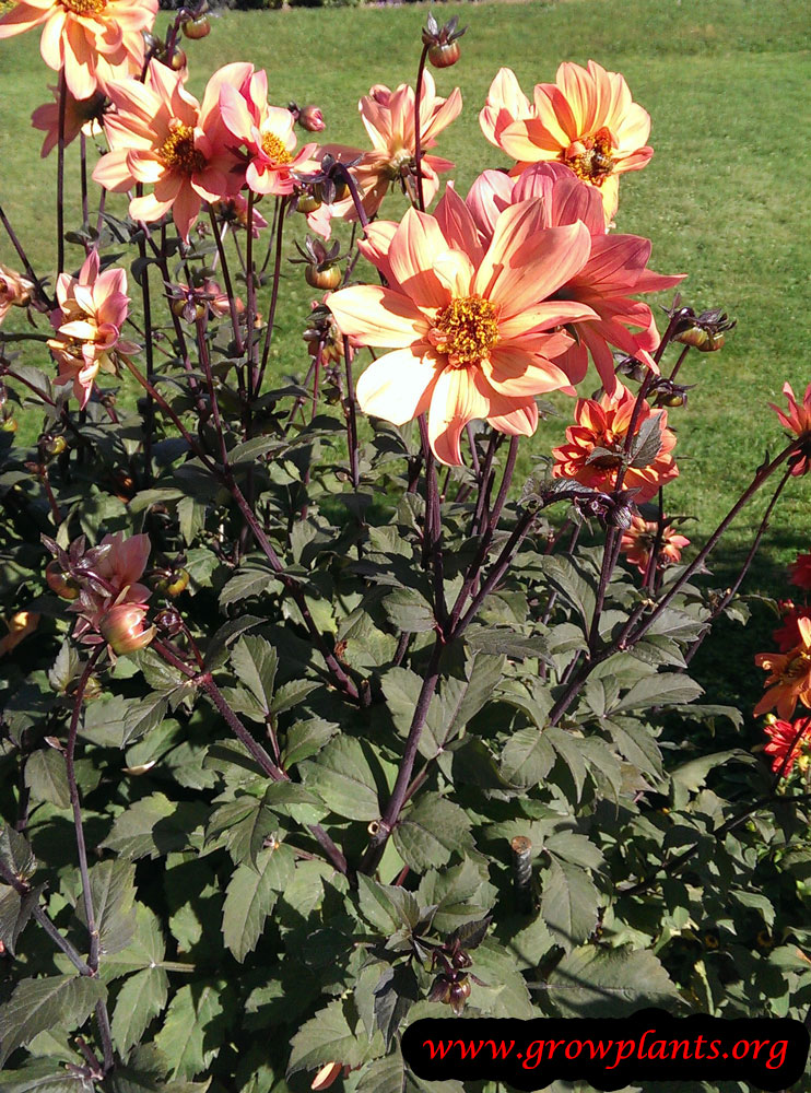 Dahlia soleillade flowers