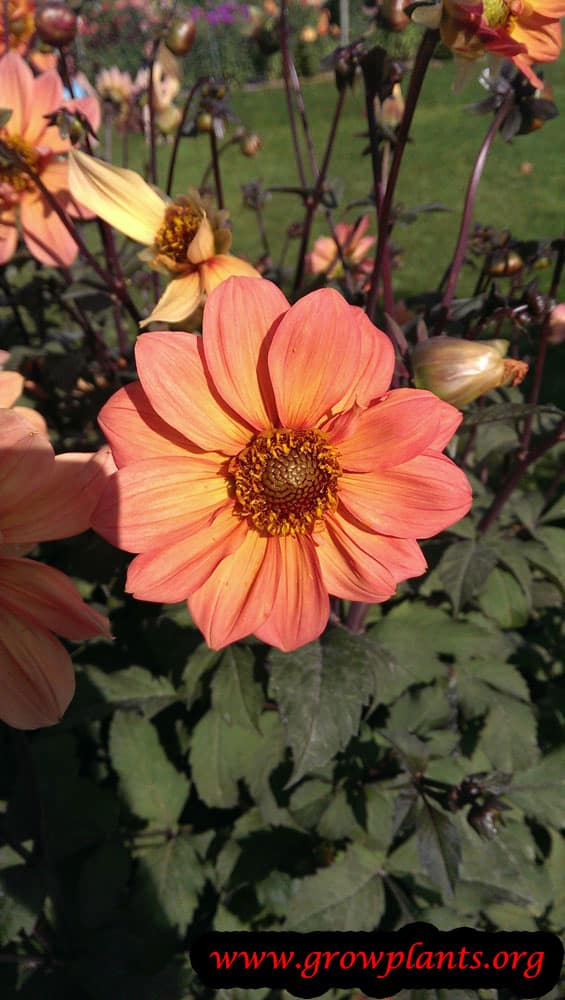 Growing Dahlia soleillade