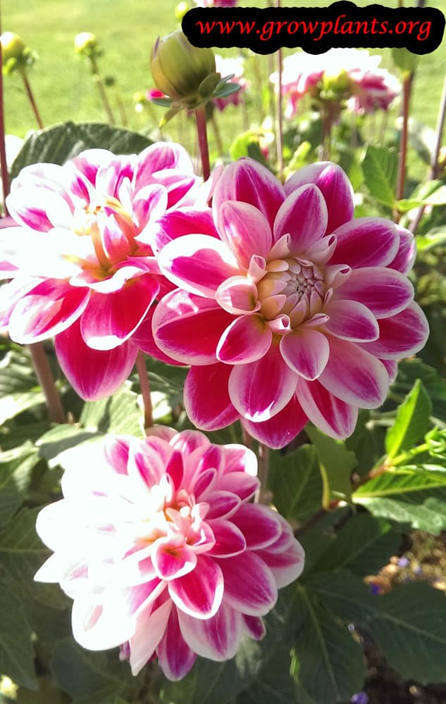 Dahlia water lily pink flowers