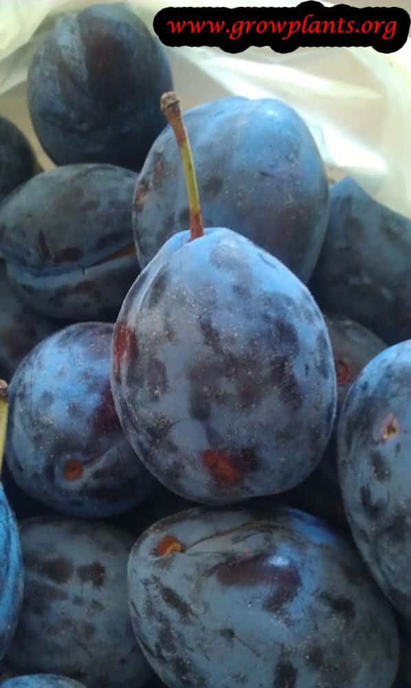 Damson plum fruits
