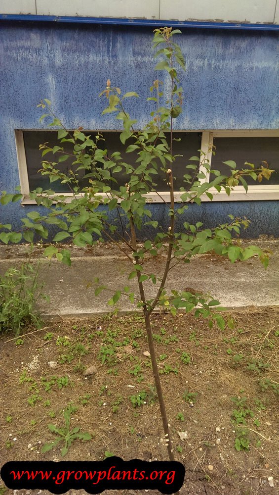 Growing Damson plum