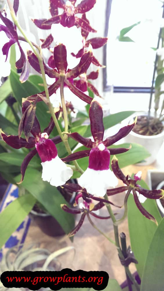 Dancing lady orchid plant care