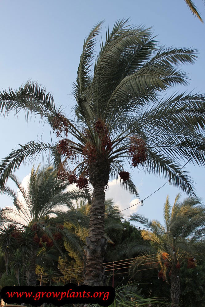 Growing Date palm tree