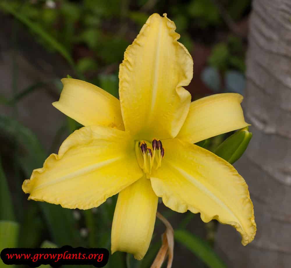 Growing Day Lily