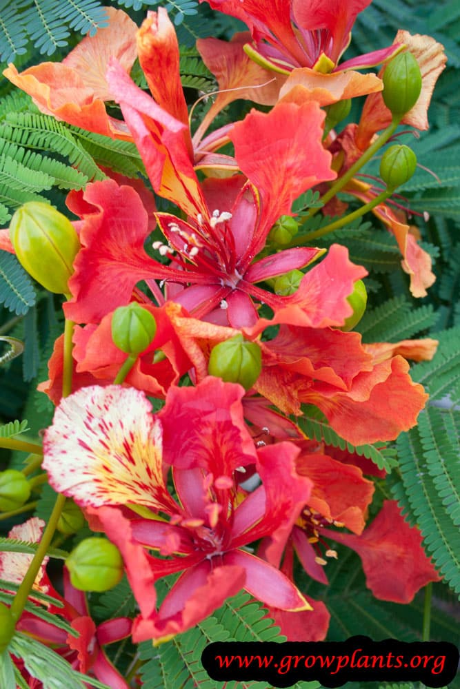 Delonix regia plant care