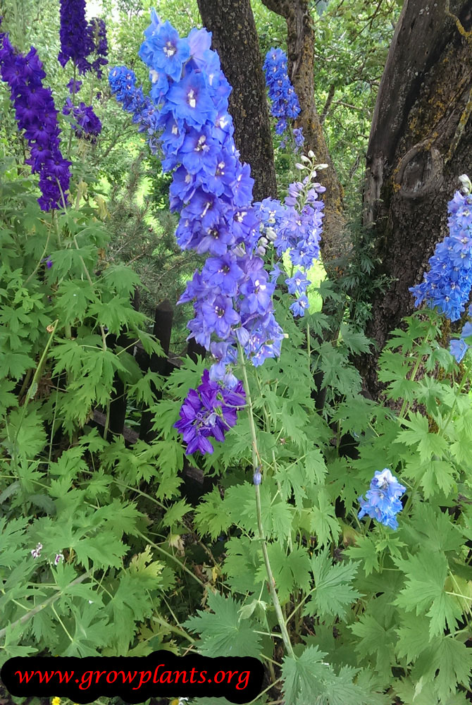 Delphinium flowers blue and purple