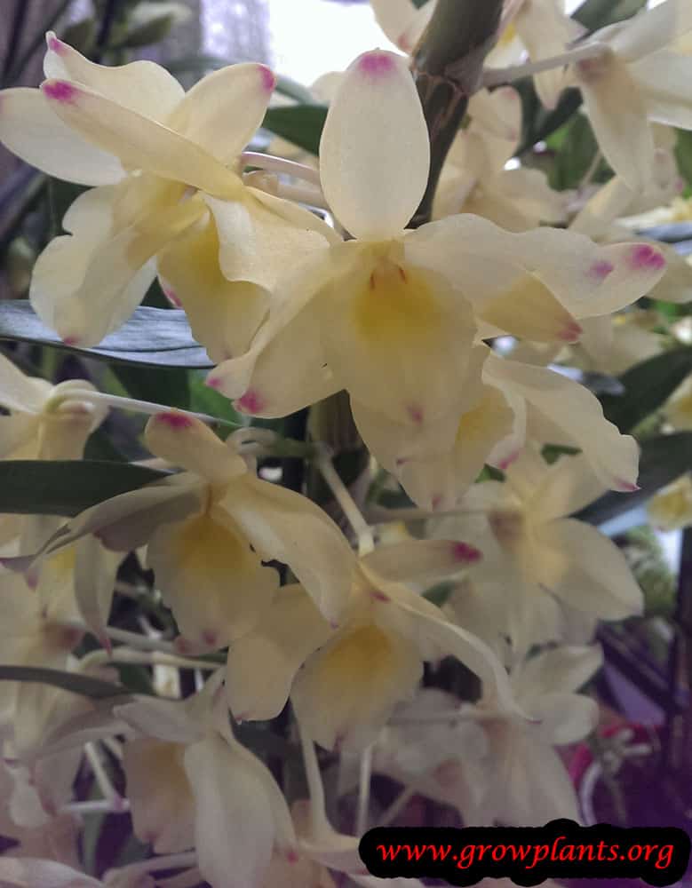 Dendrobium flowers orchid