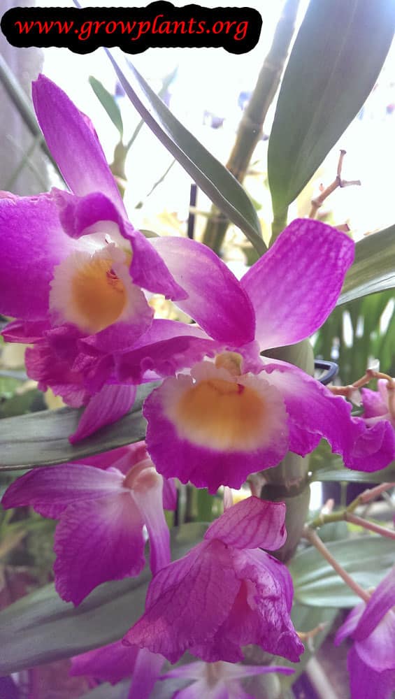 Dendrobium orchid care