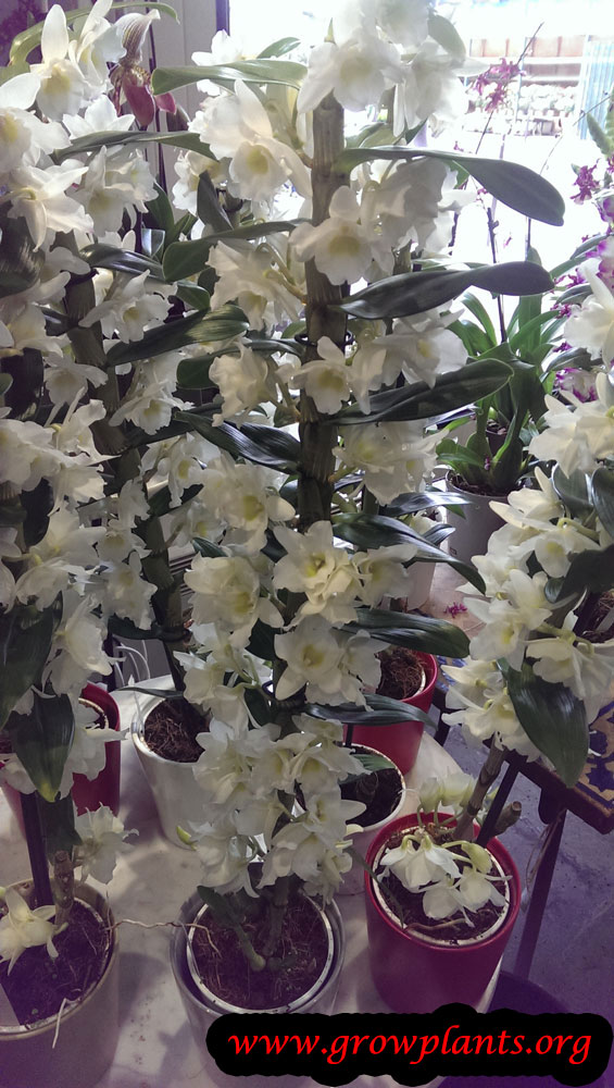 Dendrobium nobile plant care