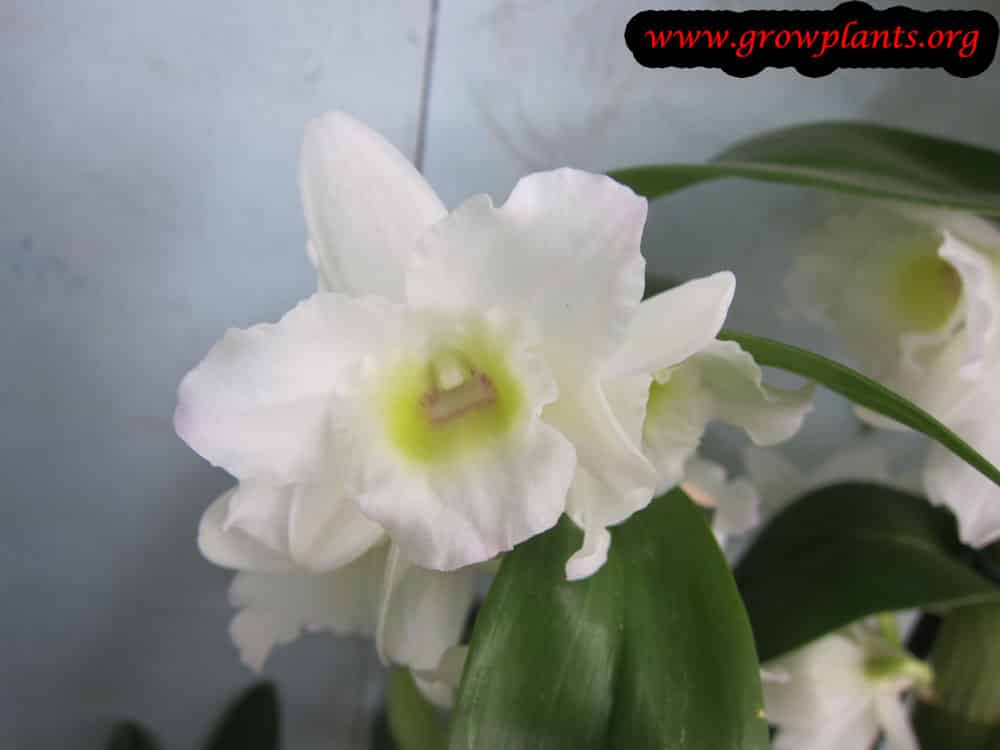 Dendrobium nobile flower