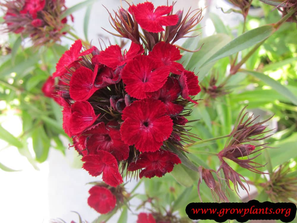 Dianthus barbatus plant care