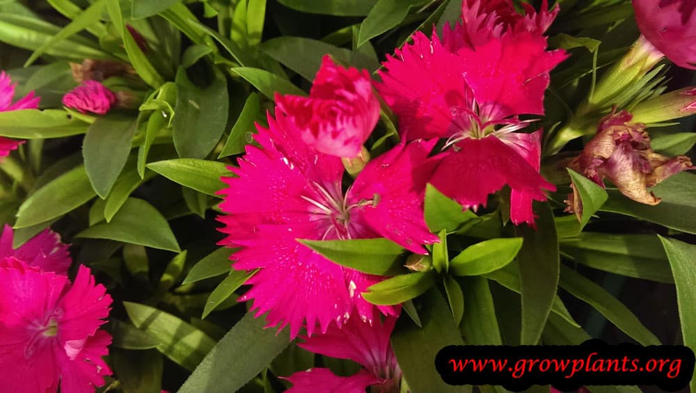 Dianthus chinensis grow and care