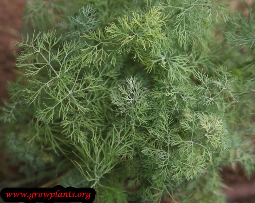 Dill plant harvest leaves