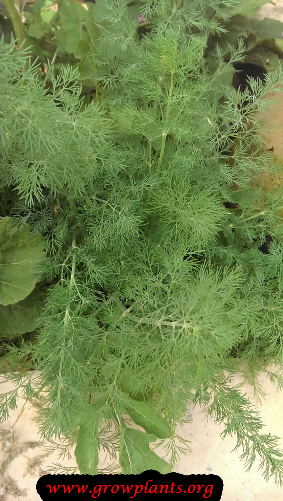 Growing Dill plant
