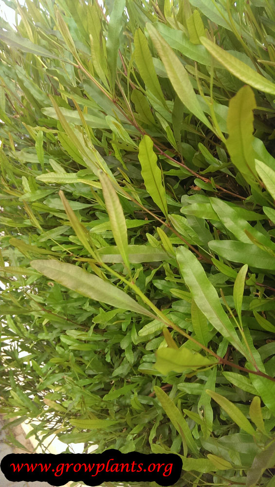 Dodonaea viscosa plant care