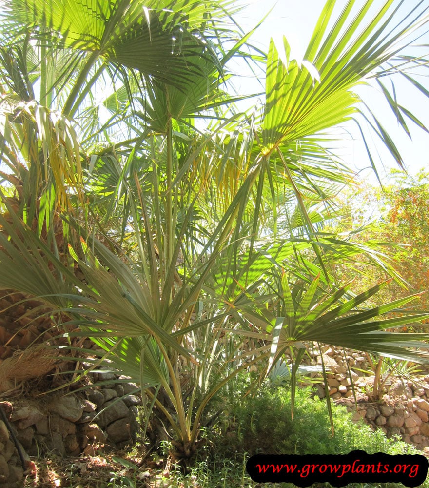 Doum palm tree