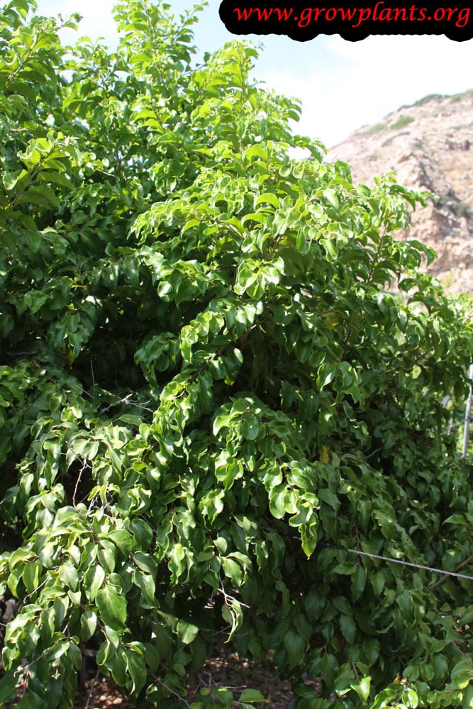 Growing Dovyalis hebecarpa tree