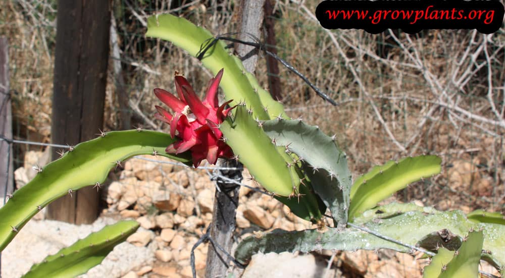 Dragon fruit cactus