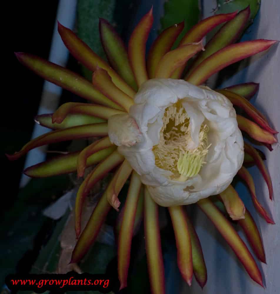 Dragon fruit plant flower