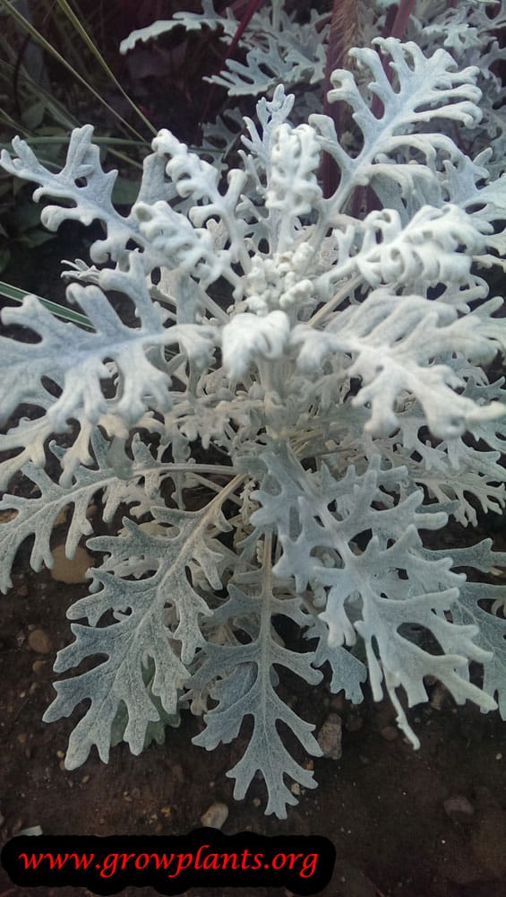 Dusty miller plant care