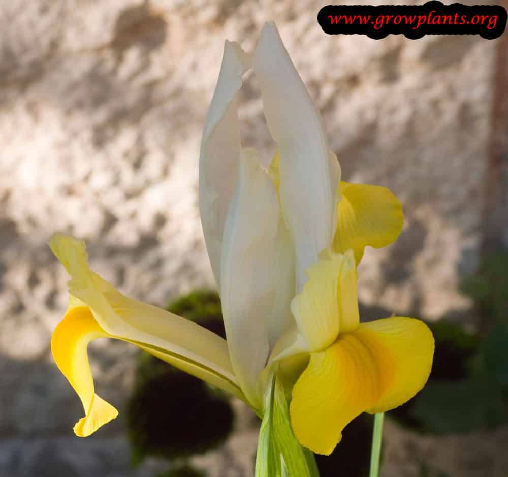 Dutch iris flower