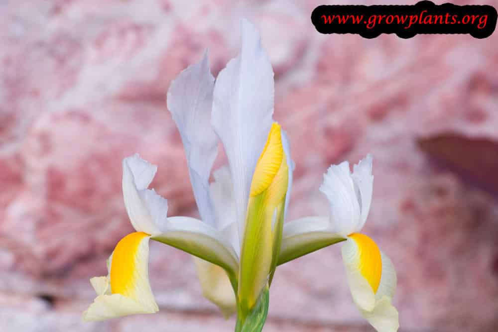 Dutch iris plant care