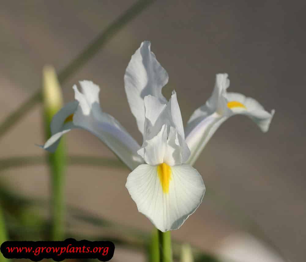 Growing Dutch iris plant
