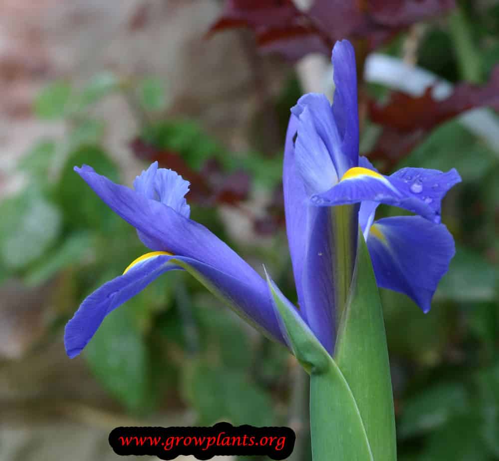 Dutch iris blue flower