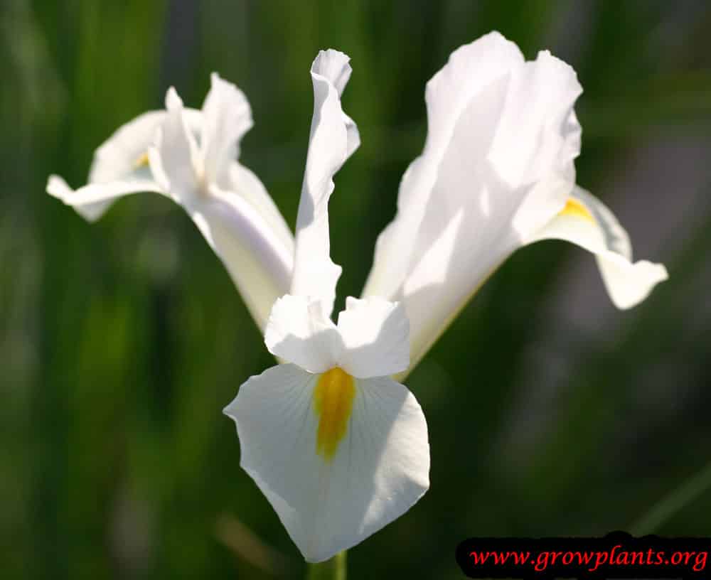 Dutch iris white flower