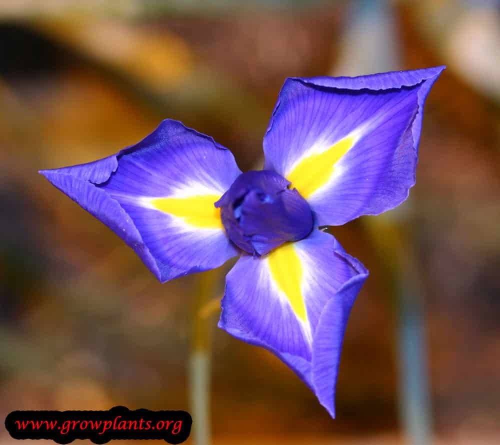 Dutch iris - cut flower
