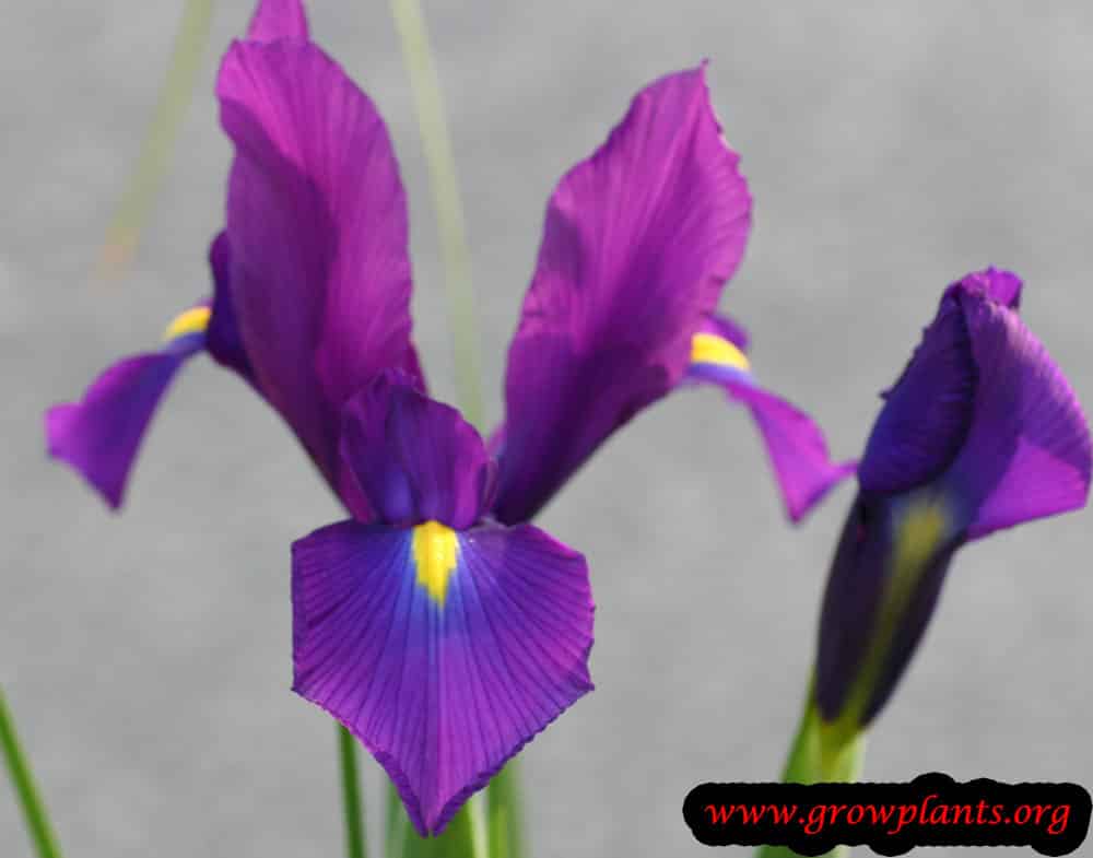Dutch iris purple flower
