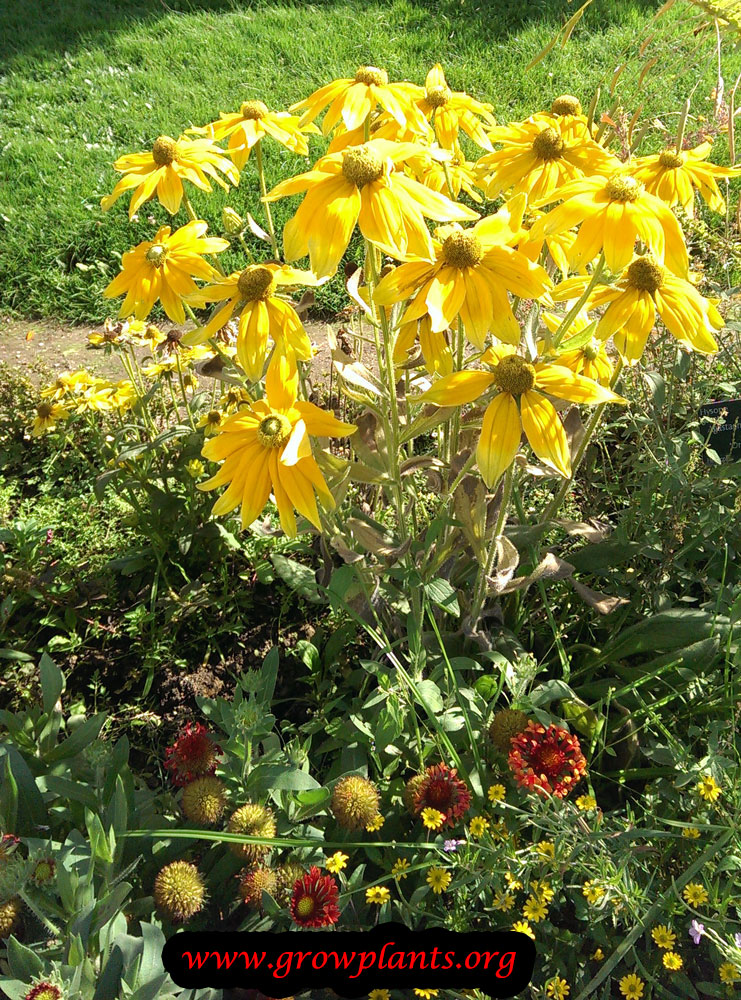 Echinacea plant yellow flowers
