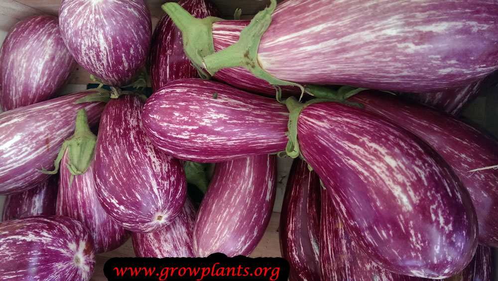 Harvest Eggplant plant
