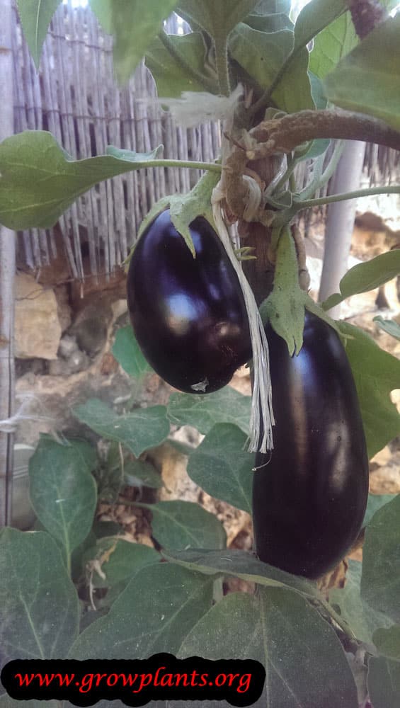 Harvest Eggplant fruits
