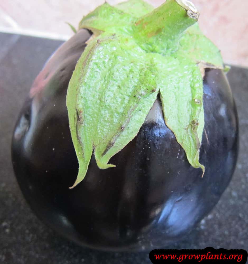Black Eggplant fruits