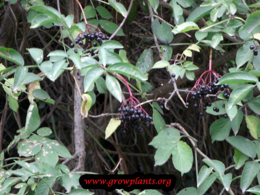 Harvest Growing Elderberry fruit