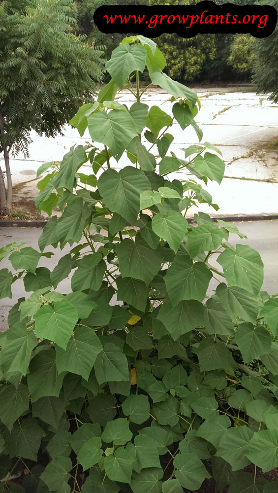 Growing Empress tree from seeds