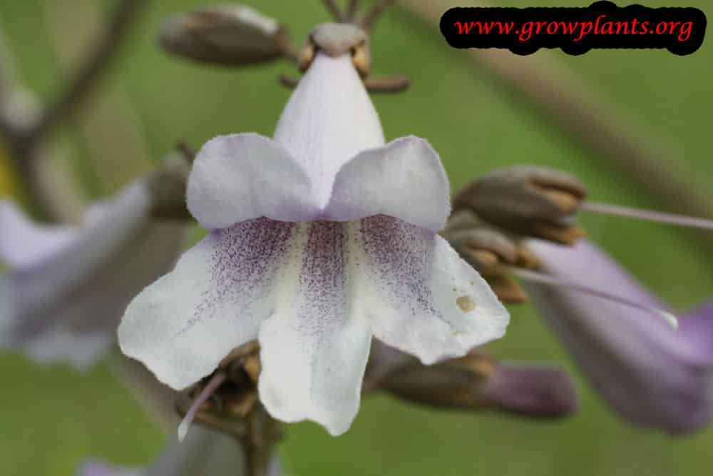 Empress tree purple white flower