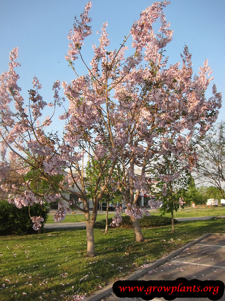 Empress trees bloom