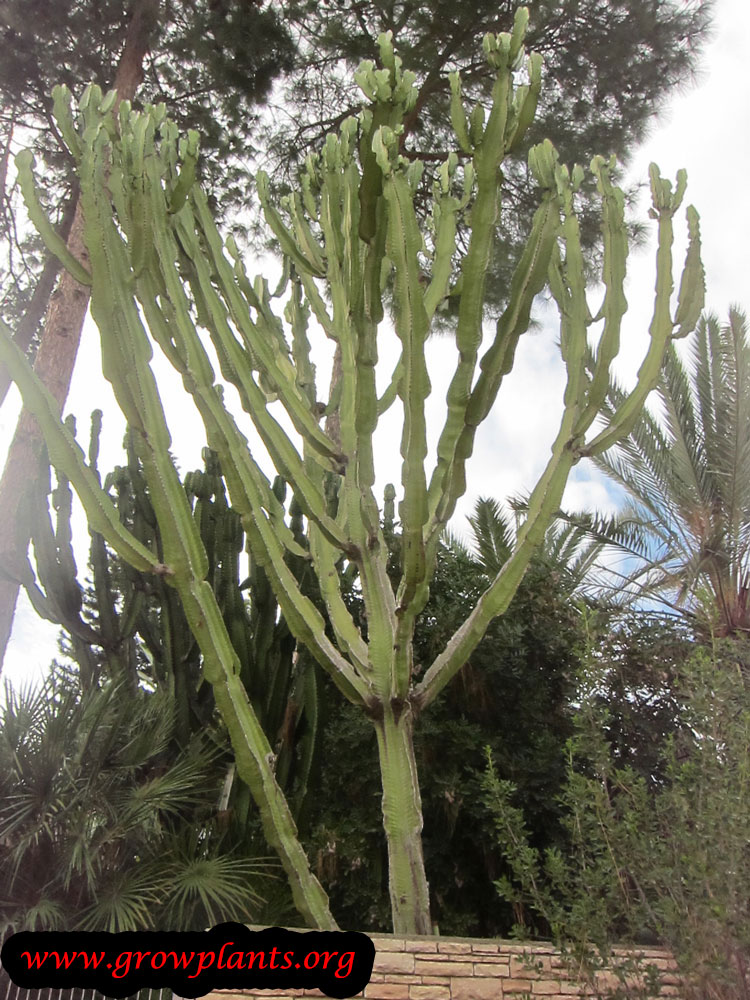Growing Euphorbia ammak