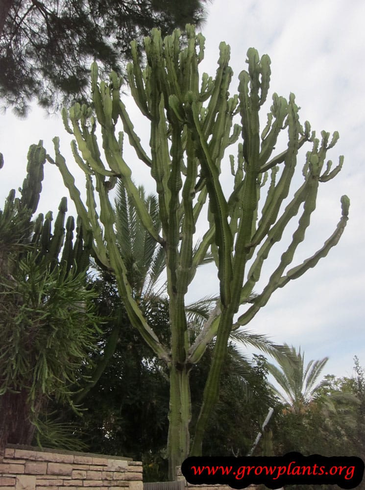 Euphorbia ammak plant care