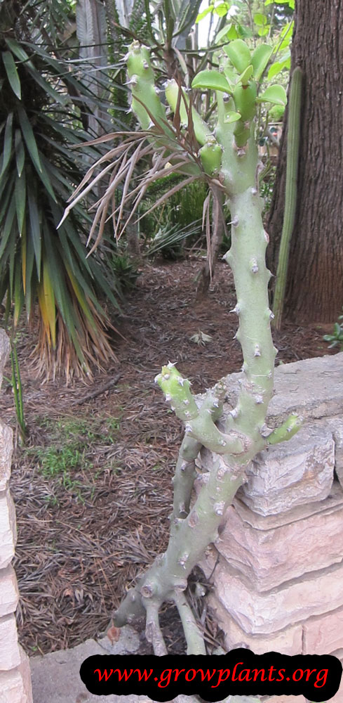 Euphorbia caducifolia plant care