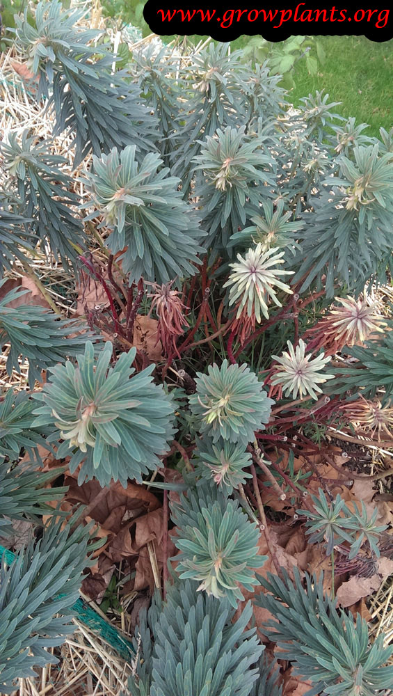 Growing Euphorbia characias plant