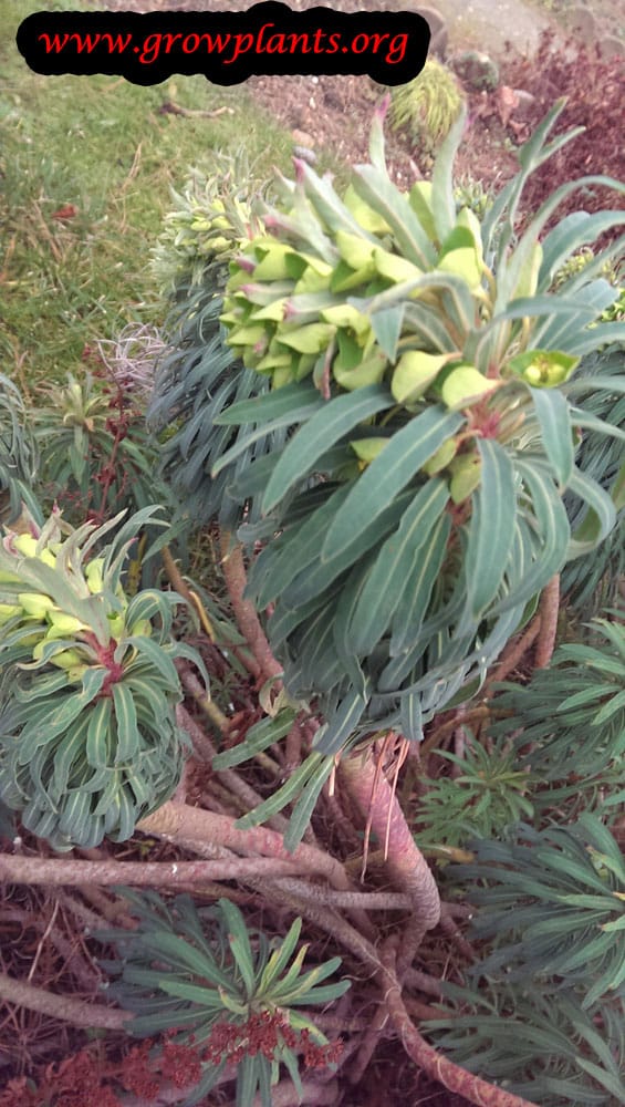 Euphorbia characias plant care