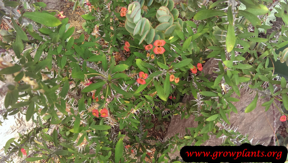 Euphorbia delphinensis